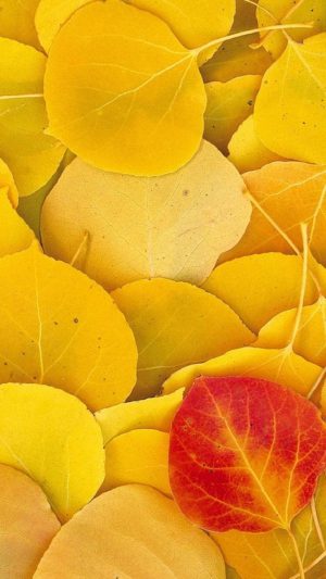 Yellow Wallpaper Yellow Wallpaper