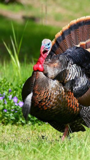 4K Turkey  Wallpaper 